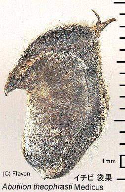 abutilon theophrasti medicus