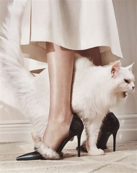 Pin by Jodie 🌸 on ღღ ~ The Best Of The Best | Cat fashion, Cats, Cats meow