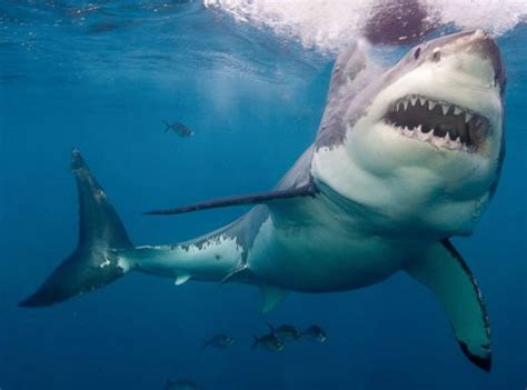 Ben Fogle to uncover the truth on great white sharkes in the UK | TV ...