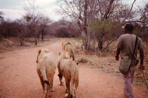 Walking With Lions In South Africa | SHESOMAJOR