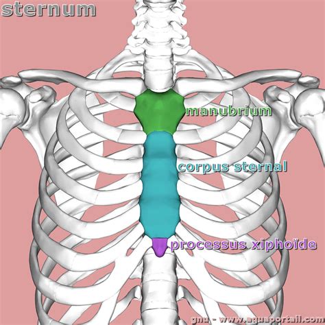sternum definition  explications