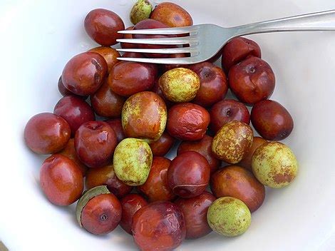 jujube wikipedia
