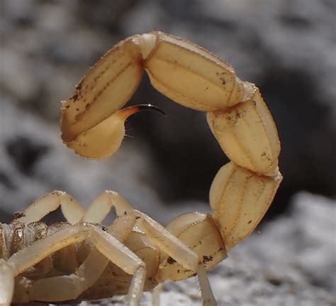 Scorpion Repellent : r/Scorpions