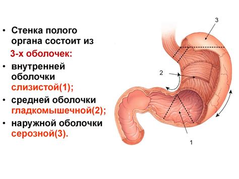 Анатомия и физиология как медицинские науки. Человек как предмет ...