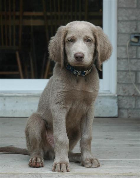 Silver Long Haired Weimaraner Puppies