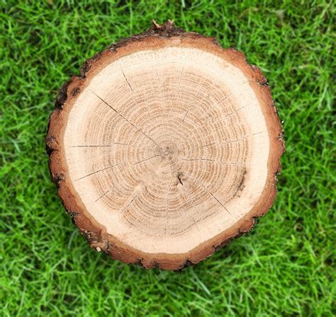 Corte redondo de árbol sobre fondo de naturaleza | Foto Premium