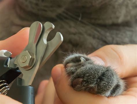 The Ultimate Guide To Cat Nail Trimming Mastering Claw Care Without The Chaos