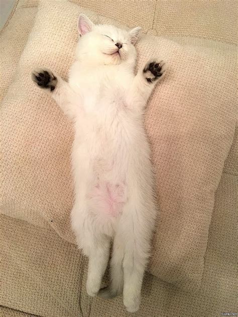 Коты лежат на спине - картинки и фото koshka.top