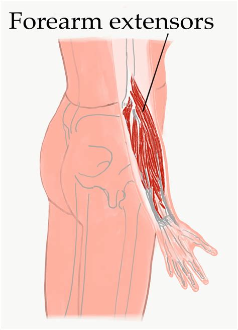 Forearm extensors — The Bodywork Institute