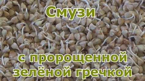 Витаминный смузи с пророщенной гречкой. Как прорастить зеленую гречку ...