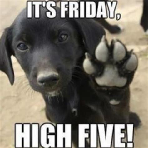O Que Significa Ver Coruja De Dia - Friday Memes: 15 Memes to Put You in the Best Mood Ever — Best Life