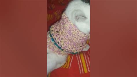 Одежда для котиков - YouTube