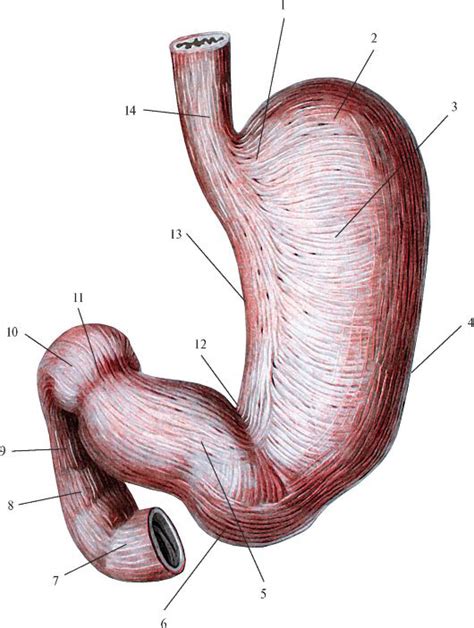Анатомия пищеварительной системы (Digestive system). Лекция для врачей