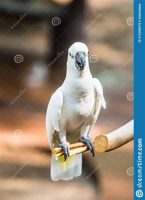 Portrait of Yellow-crested Cockatoo Stock Image - Image of cacatua ...