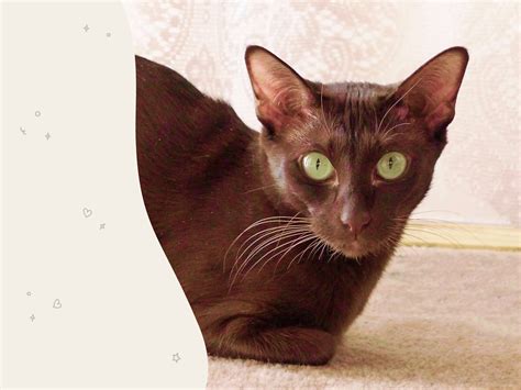 Fluffy Brown Cat