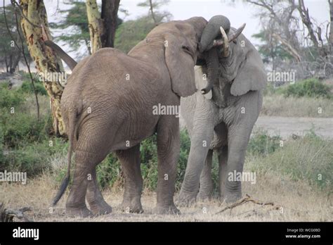 Elephants Mating High Resolution Stock Photography and Images - Alamy