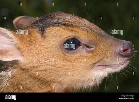 Muntjac Fawn Stock Photos & Muntjac Fawn Stock Images - Alamy