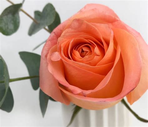 Es muss nicht immer der grosse Blumenstrauss sein | Rose, Flower garden ...