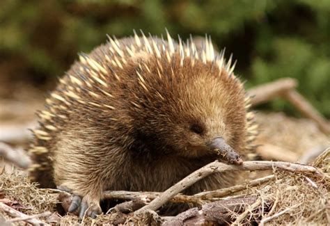 Australian Echidna Puggle