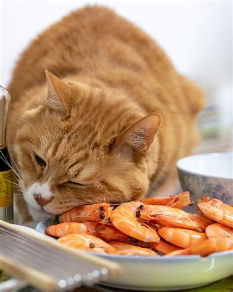 Can cats eat apples – Artofit