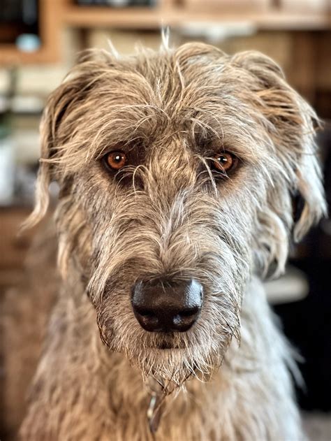 Irish Wolfhound Care