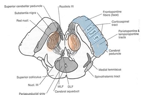 Crura Cerebri