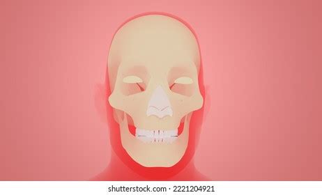 Human Skeleton Skull Bone Anatomy 3d Stock Illustration 2221204921 ...