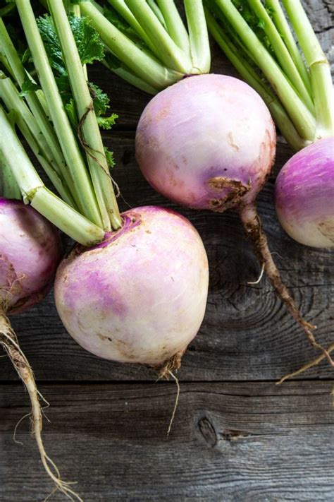 Turnip