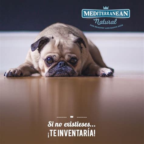 citas frases sobre perros dog quotes images  pinterest