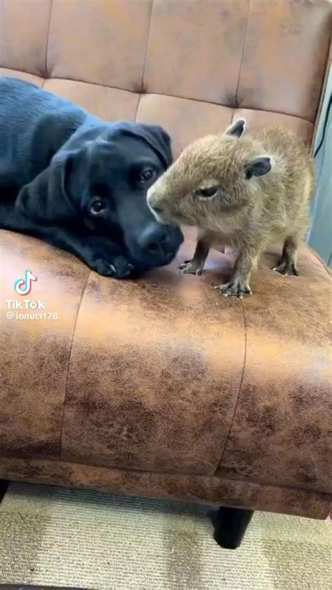 Cute Capybara with Dog