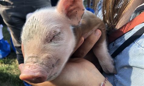Strength in Resilience: Niman Ranch Hosts Farm Families in Des Moines ...