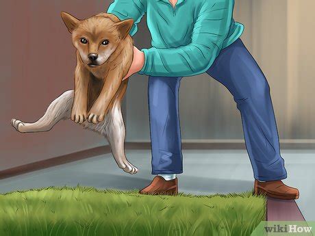 how to get rid of dog