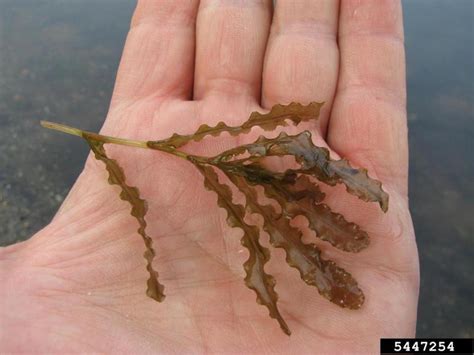 Curly-Leaf Pondweed | Nebraska Invasive Species Council | Nebraska