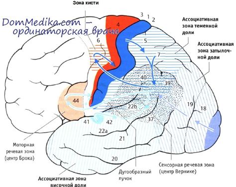 Ассоциативные зоны коры головного мозга: топография, функции