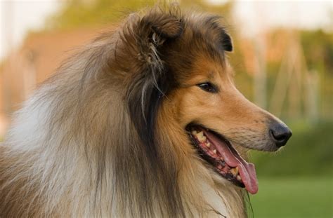 5 razze di cani a muso lungo! - Amici di Casa