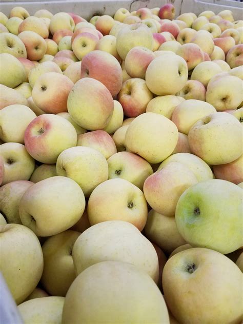 New crop of Fuji apples! - Hidden Star Orchards | Facebook