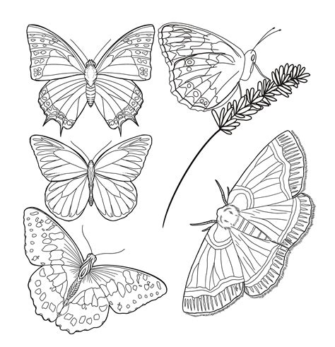 Butterfly and a Moth, all available in... - Filthy Anna Malle | Facebook