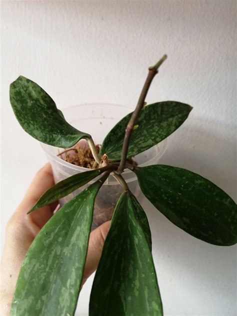Rare! Hoya Rangsan, Furniture & Home Living, Gardening, Plants & Seeds ...