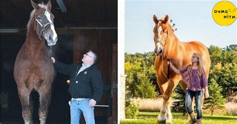 Найбільш величезний кінь у світі підкорив мережу. Добрий велетень ...