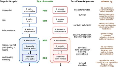 adult sex ratio variation implications  breeding system evolution