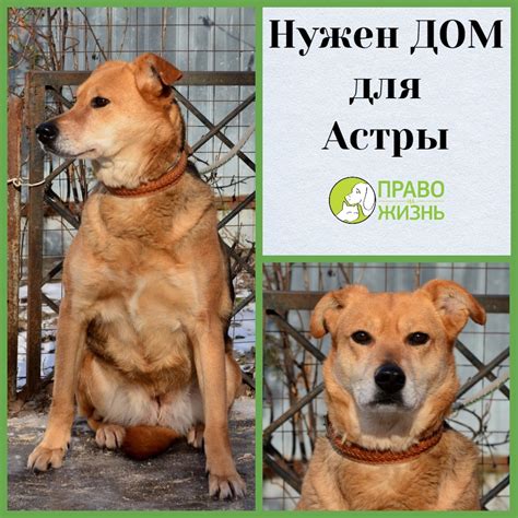 Добавьте ярких КОТОкрасок!