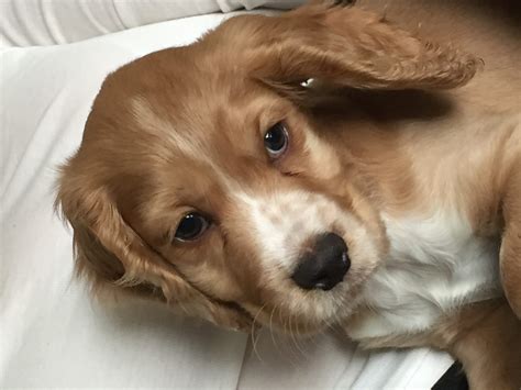 Parvovirus - The Vet Connection