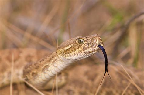 13,200+ Snake Tongue Stock Photos, Pictures & Royalty-Free Images - iStock