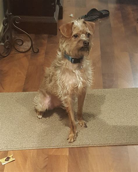 My dog looks like Seymour Butts : futurama