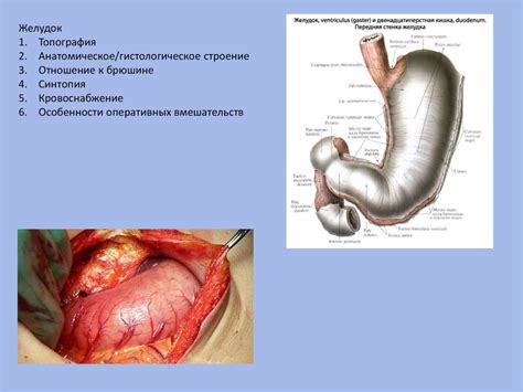 Абдоминальная хирургия - презентация онлайн