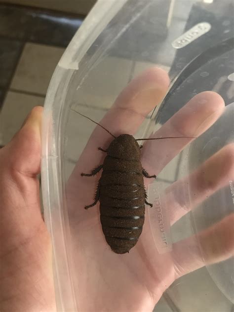 Will this be a problem? : r/roaches