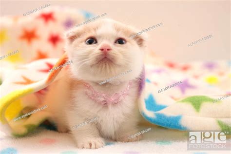 Munchkin, Stock Photo, Picture And Royalty Free Image. Pic. ALF ...