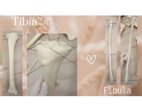 TÍBIA E FÍBULA Quiz
