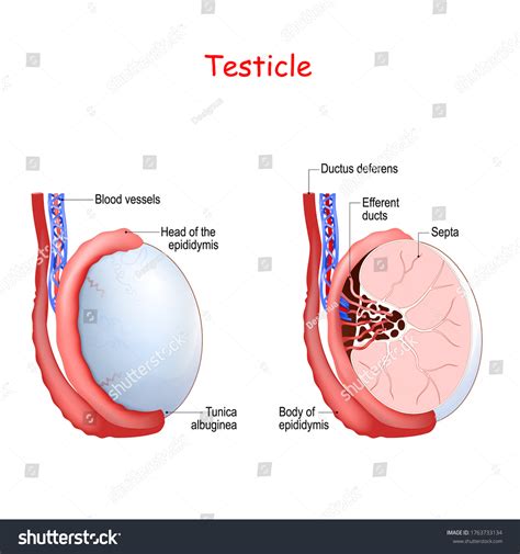 2,155 Vector testicles Images, Stock Photos & Vectors | Shutterstock