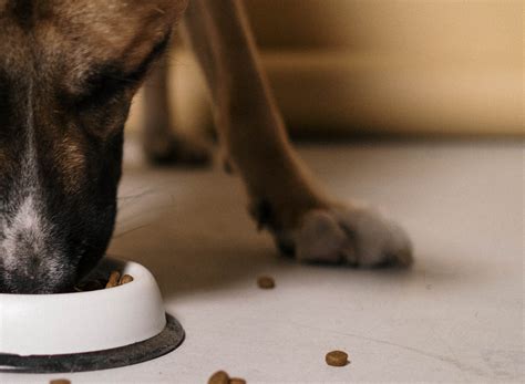 5 Simple Steps To A Pawsome Plate: A Complete Guide To Switching Your Dog's Food